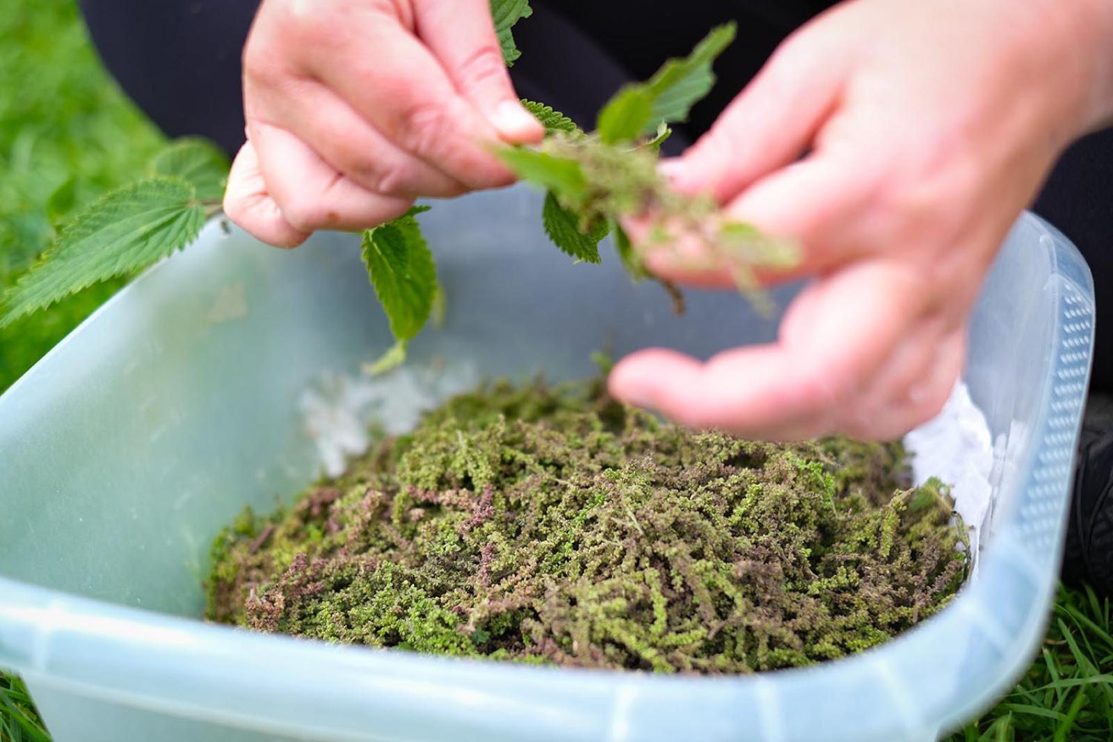 Brennnessel Samen (30g)